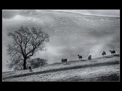 Gordon Mills-Sheep Wensleydale-Very Highly Commended.jpg